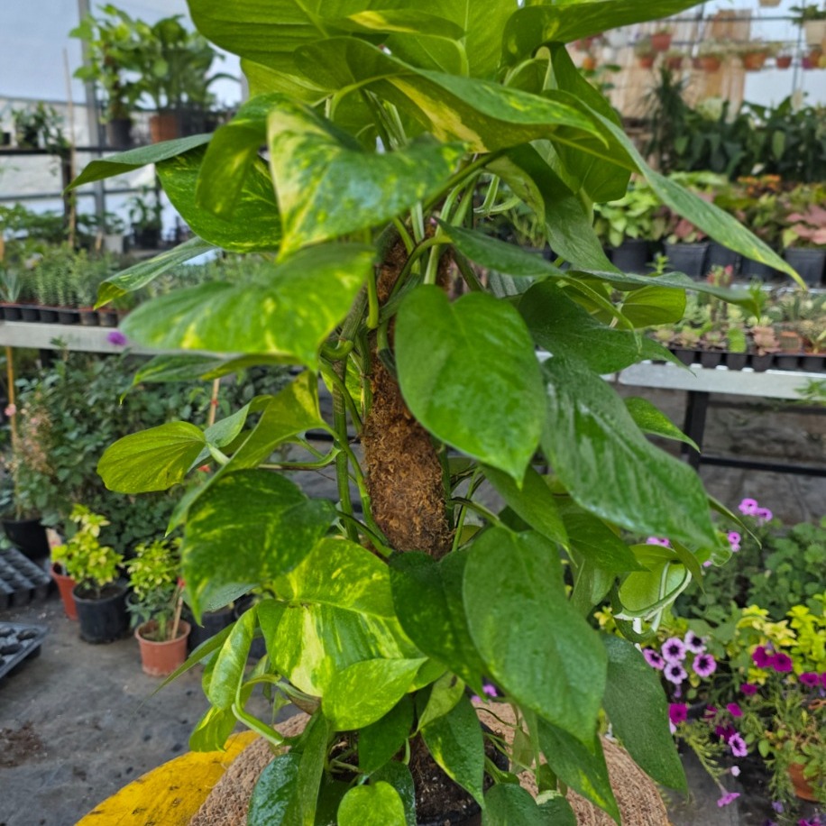 60 cm İthal Direkli Salon Sarmaşığı (Pothos Patos) – Canlı Süs Bitkisi Yemyeşil,