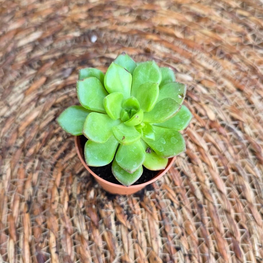 Aeonium haworthii – Canlı Dekoratif Sukulent