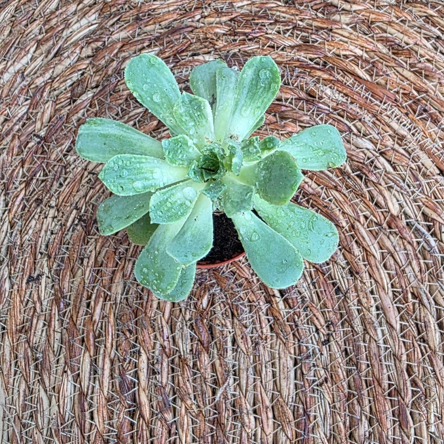 Aeonium Haworthii (Yeşil Aeonium) – Canlı Dekoratif Sukulent