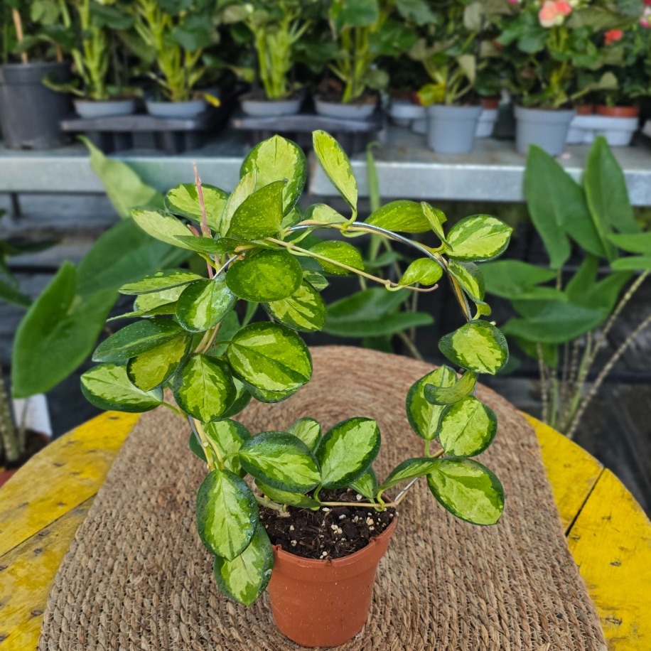 Alacalı Mum Çiçeği (Hoya Carnosa 'Krimson Princess') - Çember Destekli Özel Tür