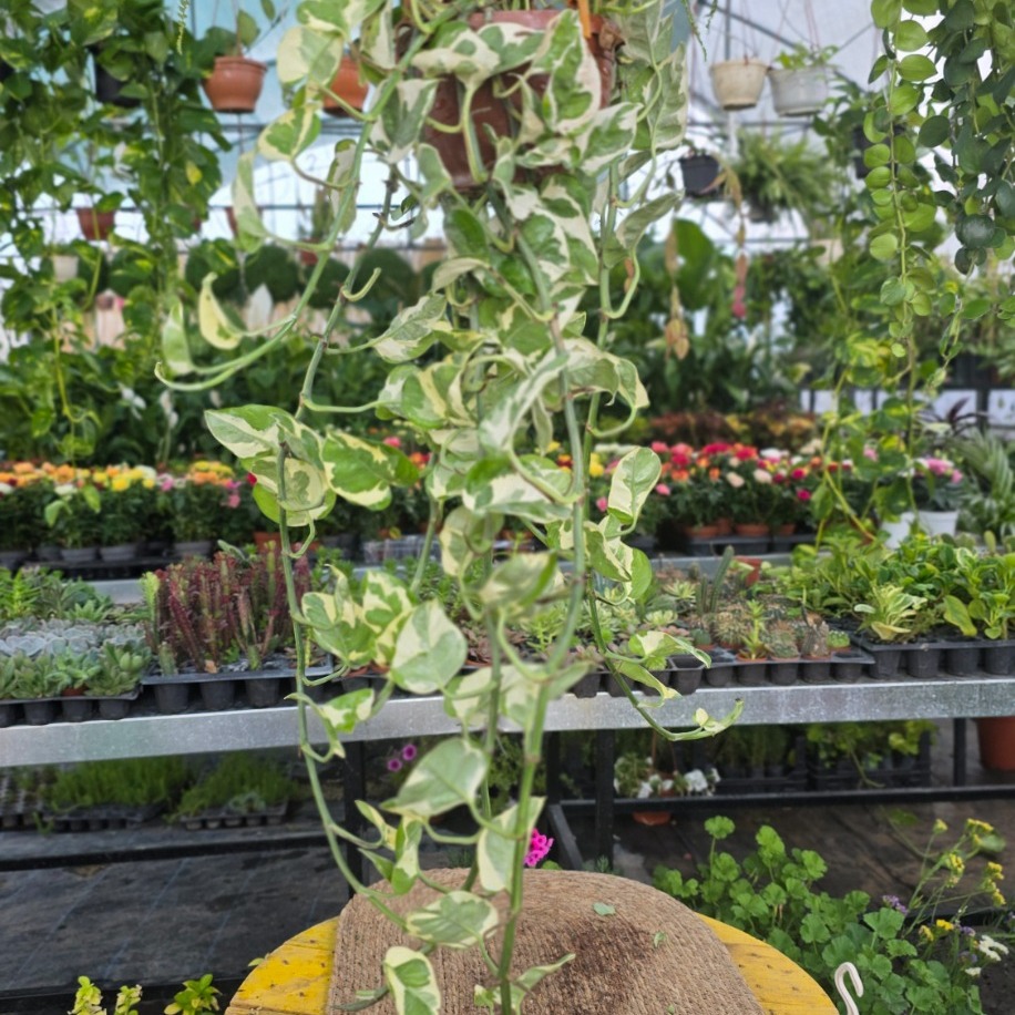Alacalı N'Joy Pothos Sarmaşığı – Epipremnum N'Joy (Askılı Saksıda Sarkıcı Canlı Salon Bitkisi)