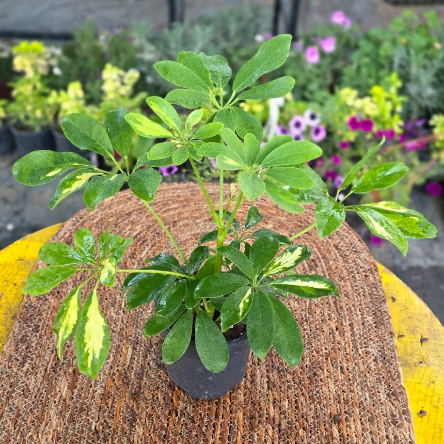Alacalı Şeflera Fidesi (Schefflera Variegata) – Canlı Süs Bitkisi -