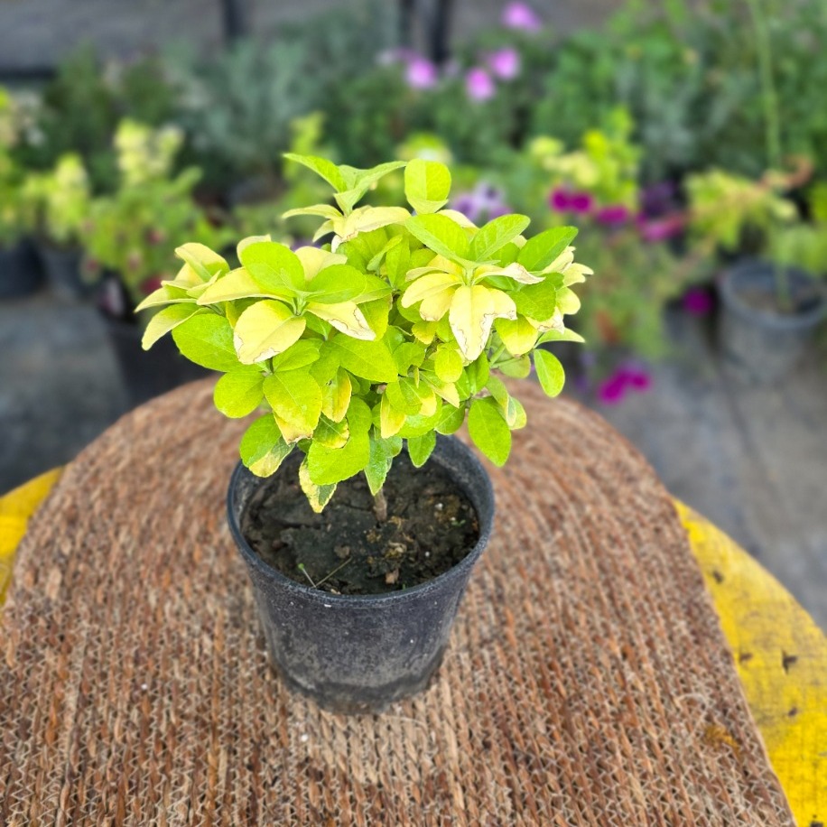 Alacalı Taflan (Euonymus Japonicus Aureus) – Canlı Dış Mekan Bitkisi