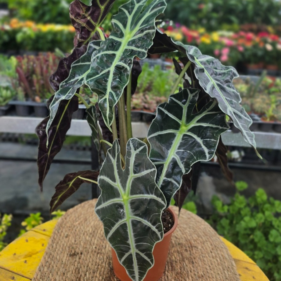 Alocasia Polly / Amazonica – Fil Kulağı Bitkisi (Büyük Boy Canlı Salon Bitkisi)