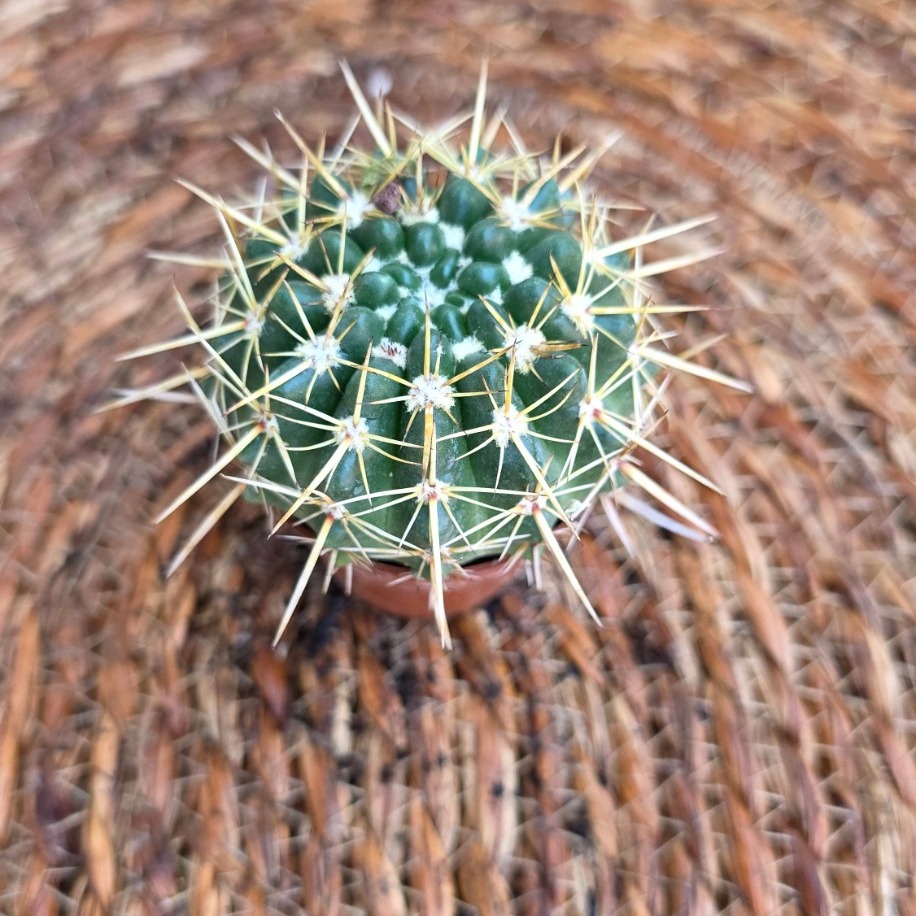 Altın Fıçı Kaktüsü (Echinocactus grusonii) Fidesi – Canlı Süs Bitkisi