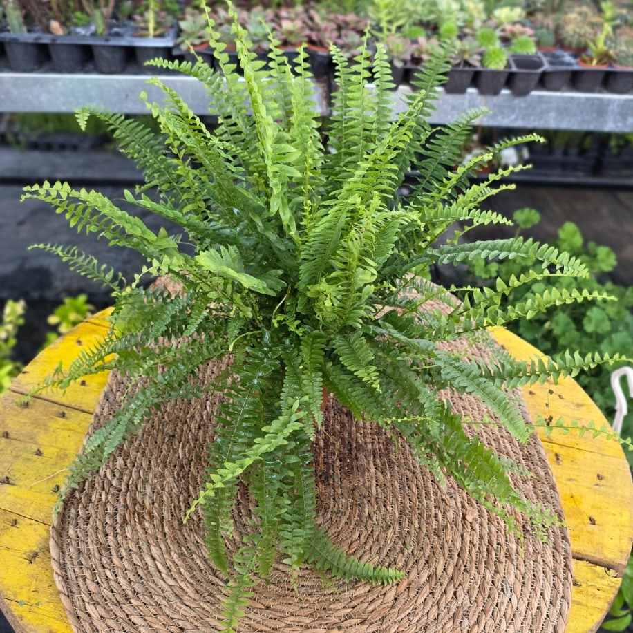 Aşk Merdiveni Bitkisi – Nephrolepis Exaltata (Canlı Yeşil Salon Eğrelti Otu / Boston Fern)