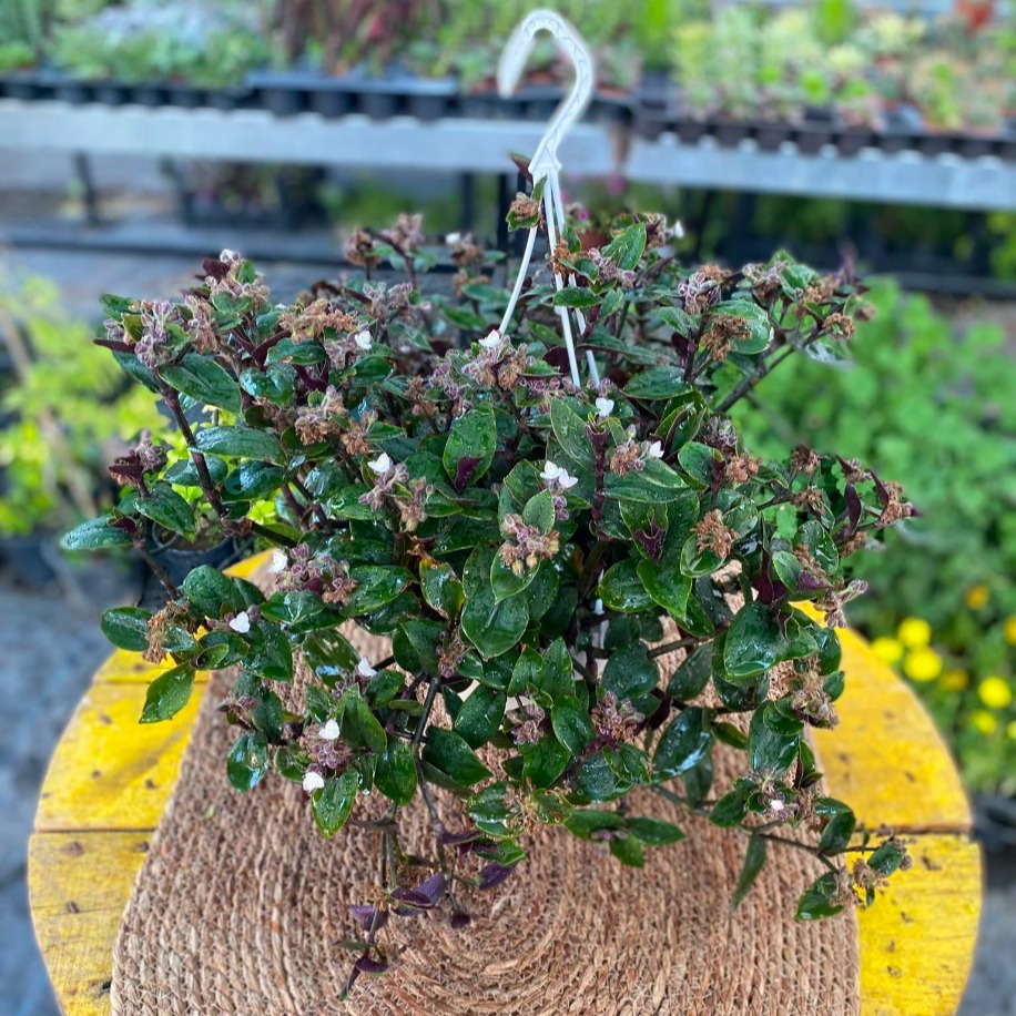 Askılı Saksıda Çiçekli Yeşil-Mor Telgraf Çiçeği – Tradescantia (Sarkıcı Canlı Balkon & Salon Bitkisi)