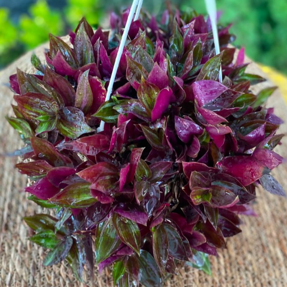 Askılı Saksıda Ekstra Dolgun Mor Telgraf Çiçeği – Tradescantia (Top Formlu Canlı Sarmaşık)