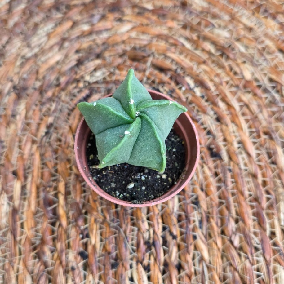 Astrophytum Nudum (Piskopos Tacı) Fidesi – Canlı Süs Bitkisi