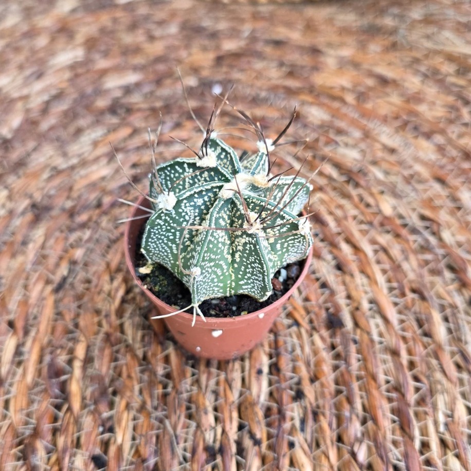 Astrophytum Yıldız Kaktüsü Fidesi – Canlı Süs Bitkisi