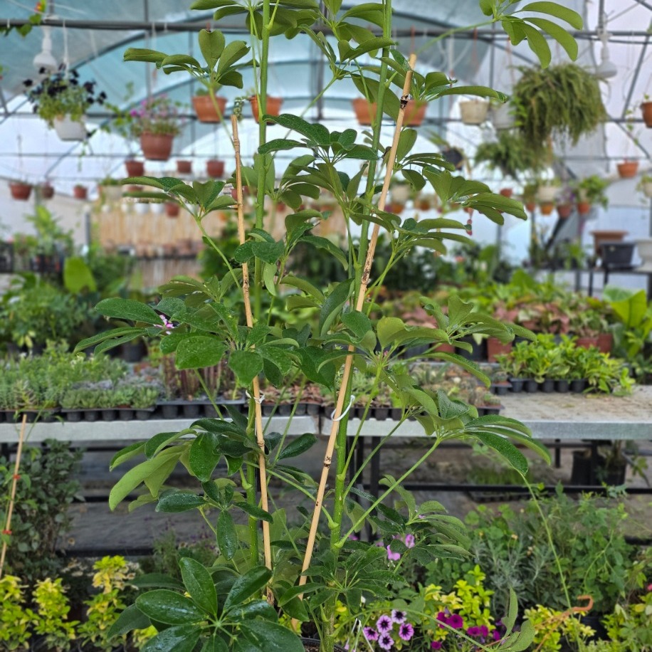 Bambu Destekli Şeflera (Schefflera) – Canlı Süs Bitkisi