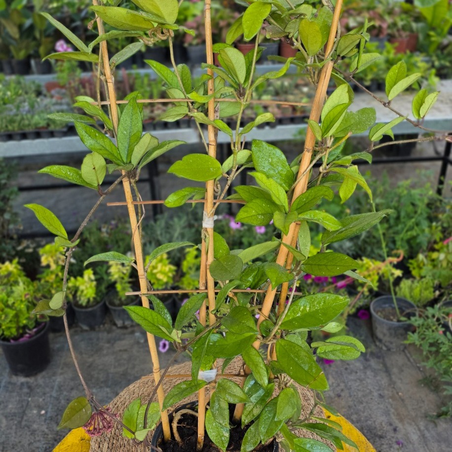 Bambu Merdivenli Mum Çiçeği (Hoya Carnosa) – Canlı Süs Bitkisi