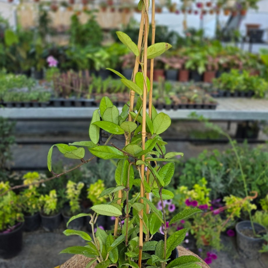 Bambu Merdivenli Mum Çiçeği (Hoya Carnosa) – Canlı Süs Bitkisi