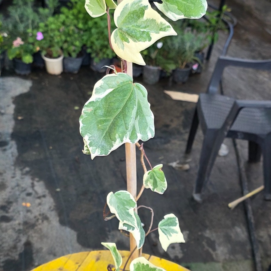 Bambulu Alacalı Duvar Sarmaşığı – Hedera Helix Variegata (Ebruli Tırmanıcı & Sarkıcı Canlı Bitki)