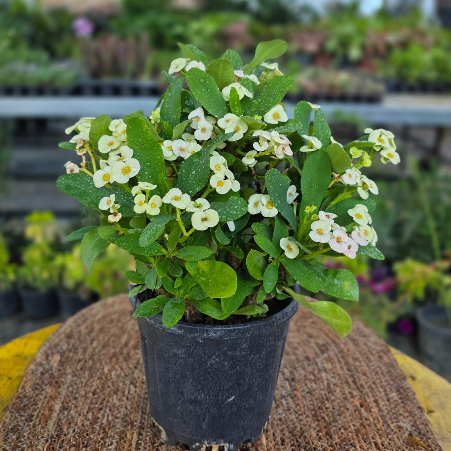 Beyaz Dikenler Tacı (Euphorbia Milii) – Canlı Süs Bitkisi