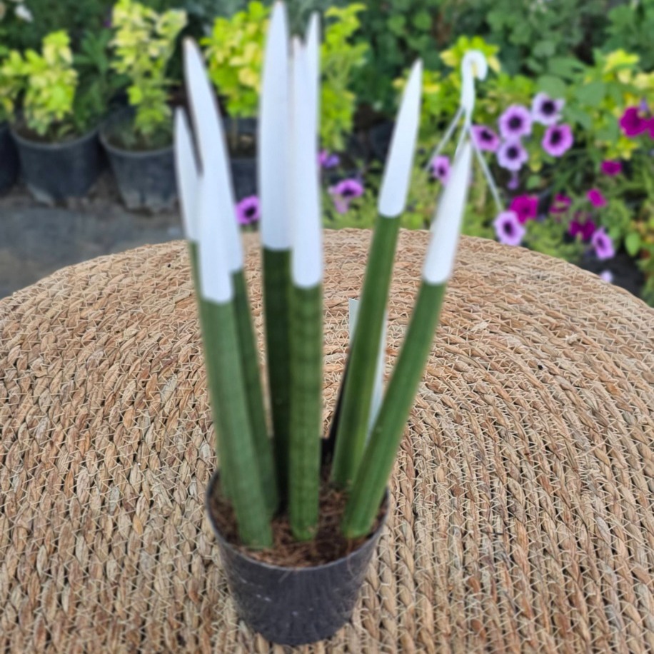 Beyaz Kadife Uçlu Silindirik Paşa Kılıcı (Sansevieria Cylindrica) – Canlı Süs Bitkisi