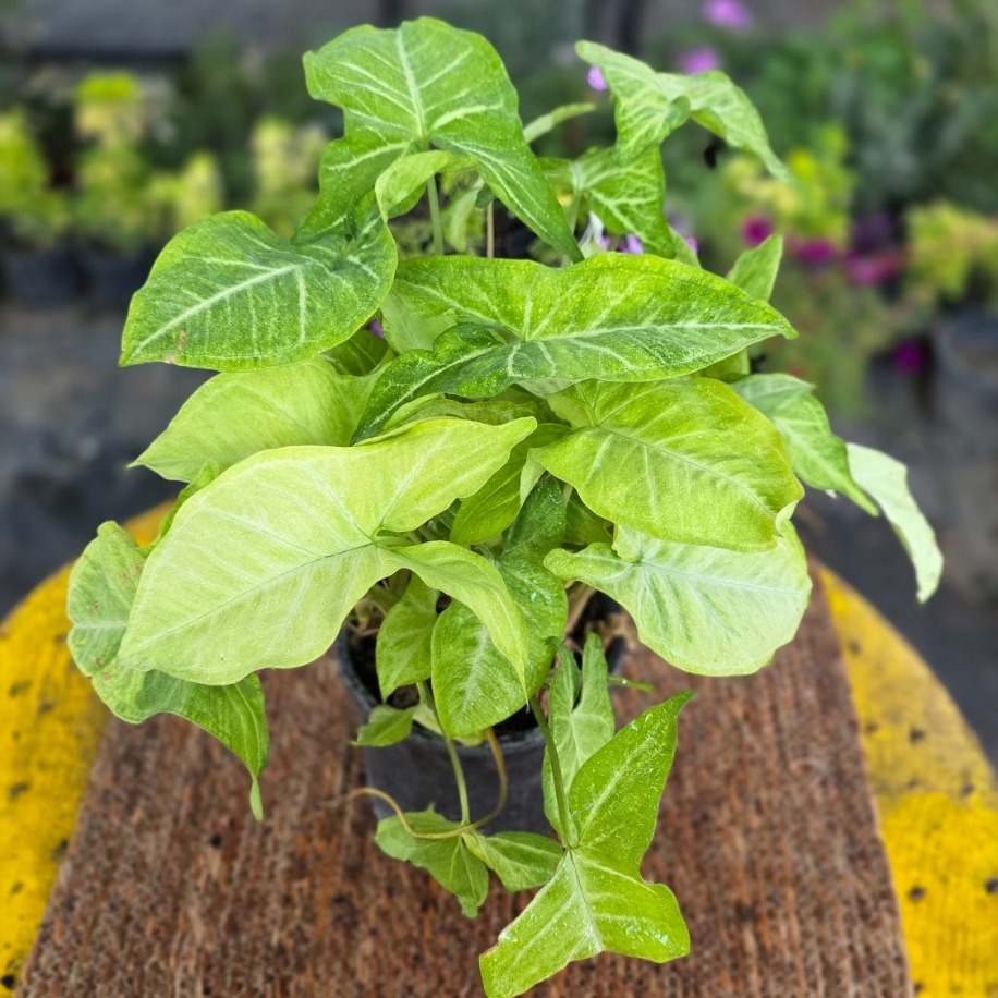 Beyaz Kelebek Singonyum (Syngonium White Butterfly) – Canlı Süs Bitkisi
