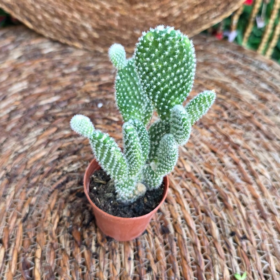 Beyaz Tavşan Kulağı Kaktüsü (Opuntia albispina) Fidesi –