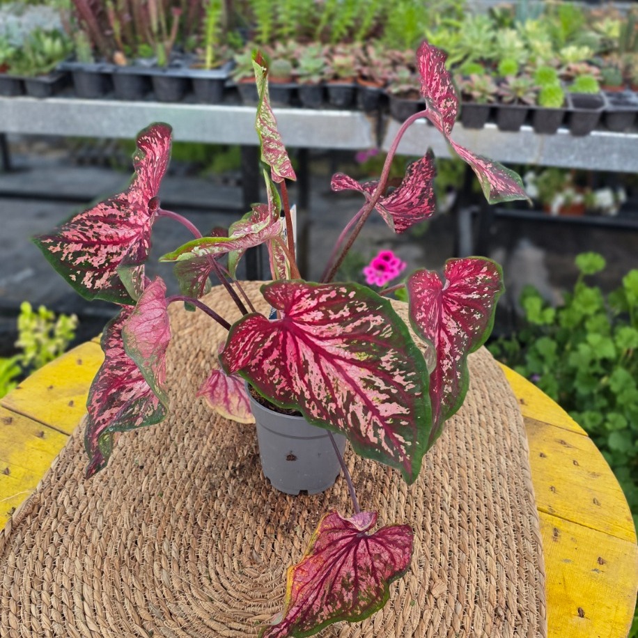 Bordo Pembe Benekli Kaladyum Bitkisi – Caladium Pink Flash (Egzotik Yapraklı Canlı Salon Bitkisi / Melek Kanadı)