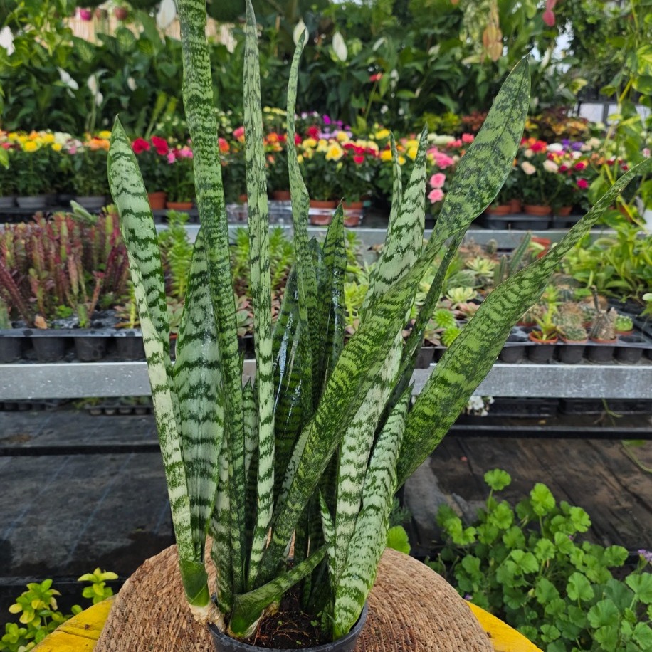 Büyük Boy Yeşil Paşa Kılıcı – Sansevieria Zeylanica (Kaplan Desenli XL Salon Bitkisi)