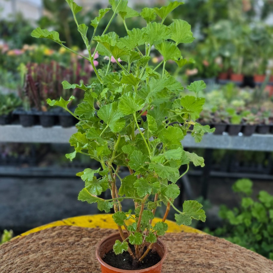 Canan Çiçeği – Ceylan Gözü Sardunya (Pelargonium Grandiflorum / Renkli Balkon Çiçeği)
