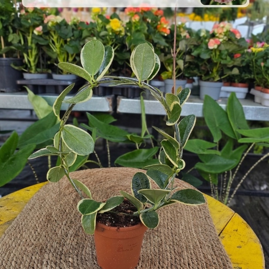 Canlı Alacalı Mum Çiçeği (Hoya Carnosa Variegata) - Çember Destekli Özel Tür