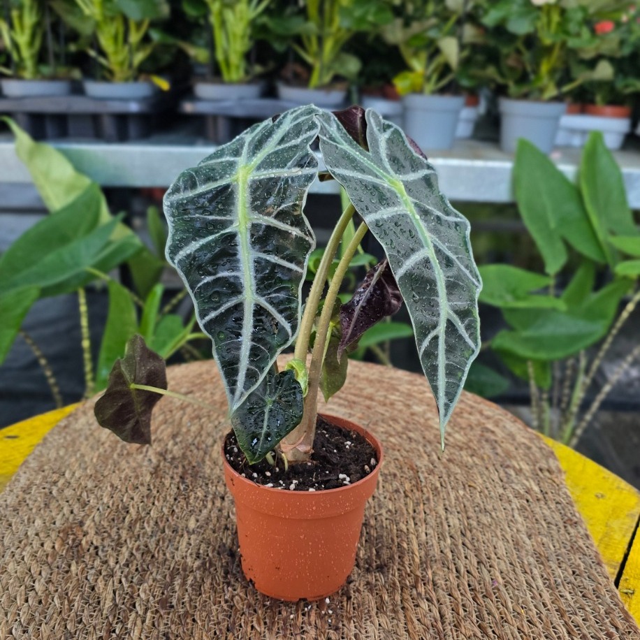 Canlı Alocasia Polly (Fil Kulağı / Rezak Çiçeği) - Egzotik İç Mekan Bitkisi