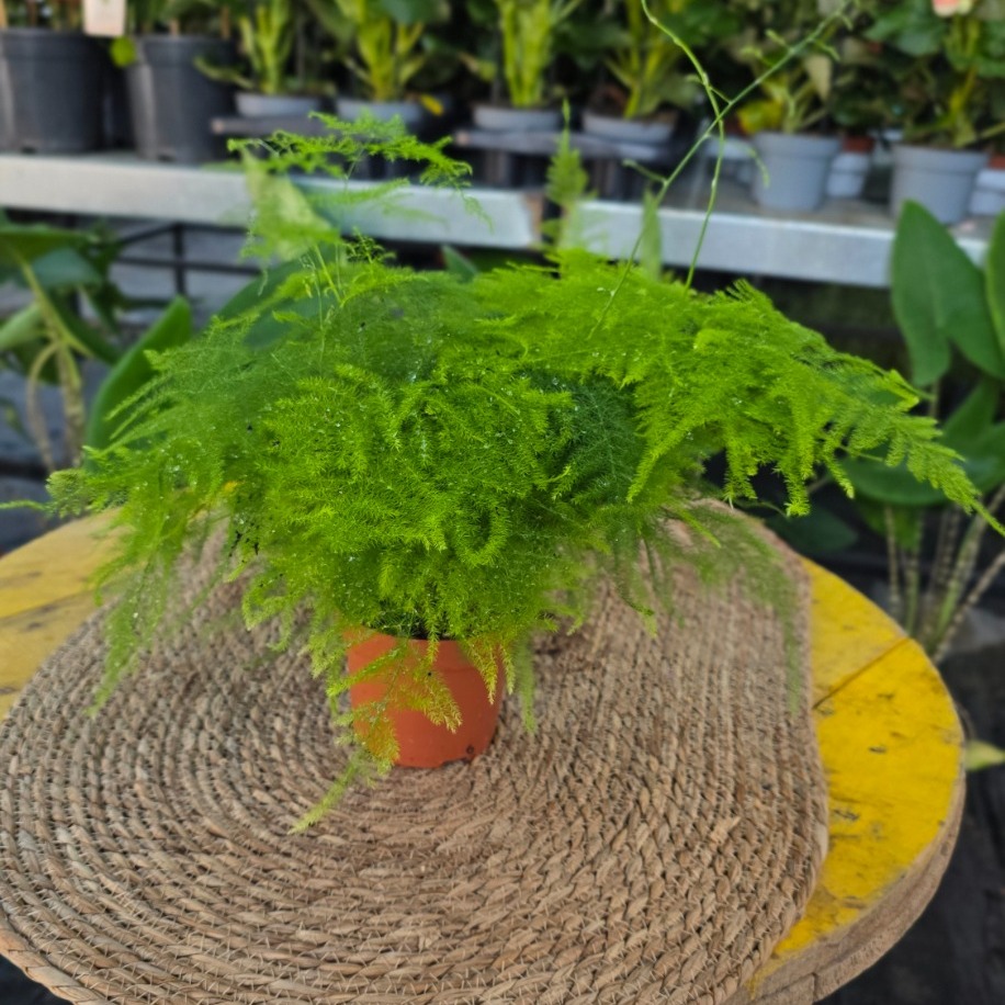 Canlı Kuşşarkısı Tül Kuşkonmaz Çiçeği (Asparagus Setaceus) - Dekoratif Salon Bitkisi