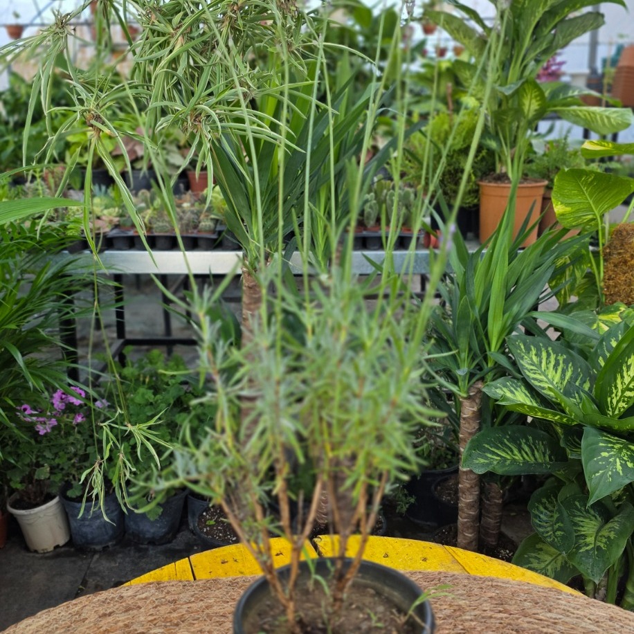Canlı Lavanta (Lavandula) – Mis Kokulu Aromatik Saksı Bitkisi