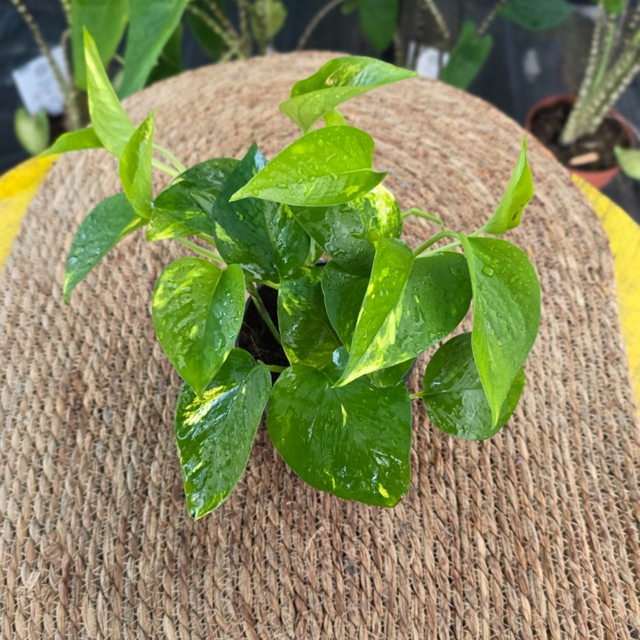 Canlı Pothos Sarmaşığı (Epipremnum Aureum) - Alacalı Yapraklı Salon Bitkisi