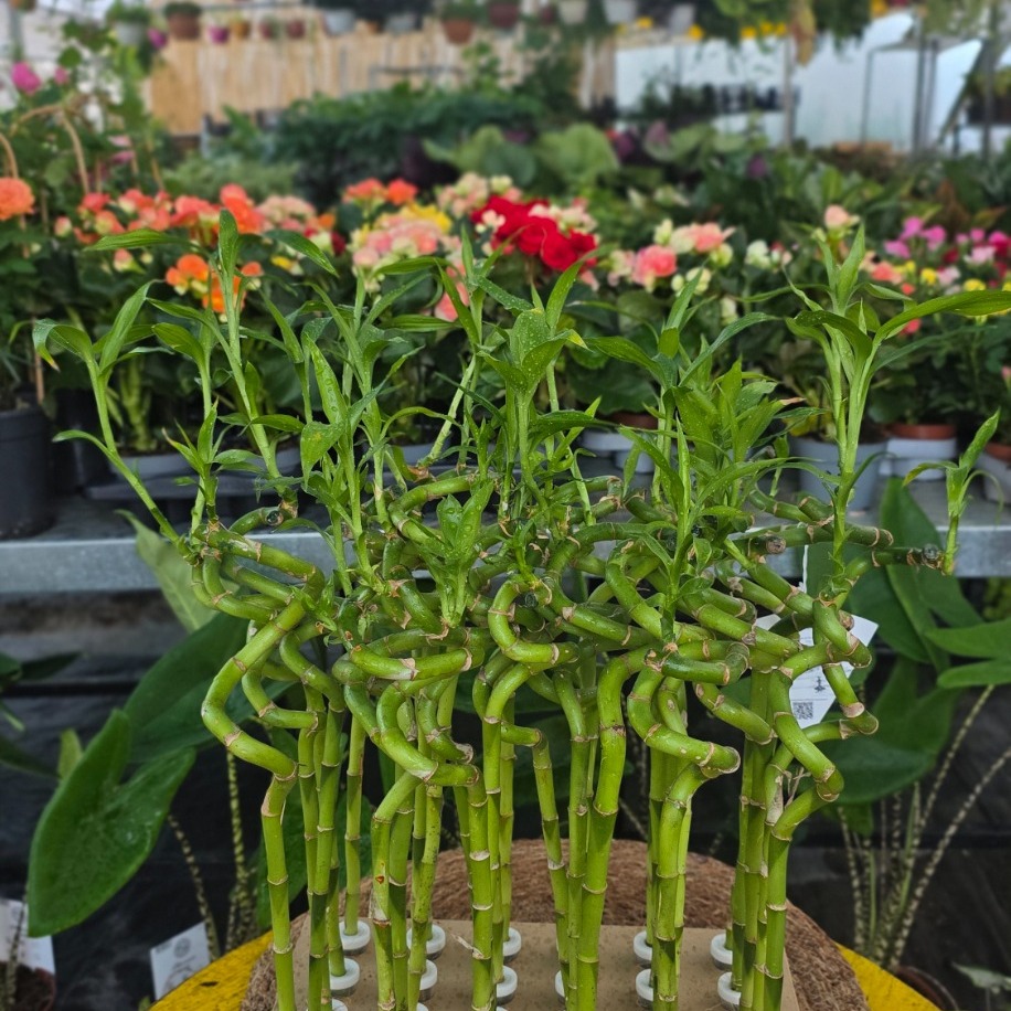 Canlı İthal 4 Adet Şans Bambusu / Örgü ve Spiral Tasarımlı Lucky Bamboo
