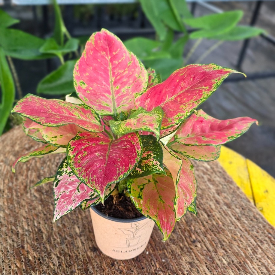 Canlı İthal Aglaonema Lady Valentine / Pink Passion (Alacalı Pembe-Yeşil Çin Herdemyeşili)