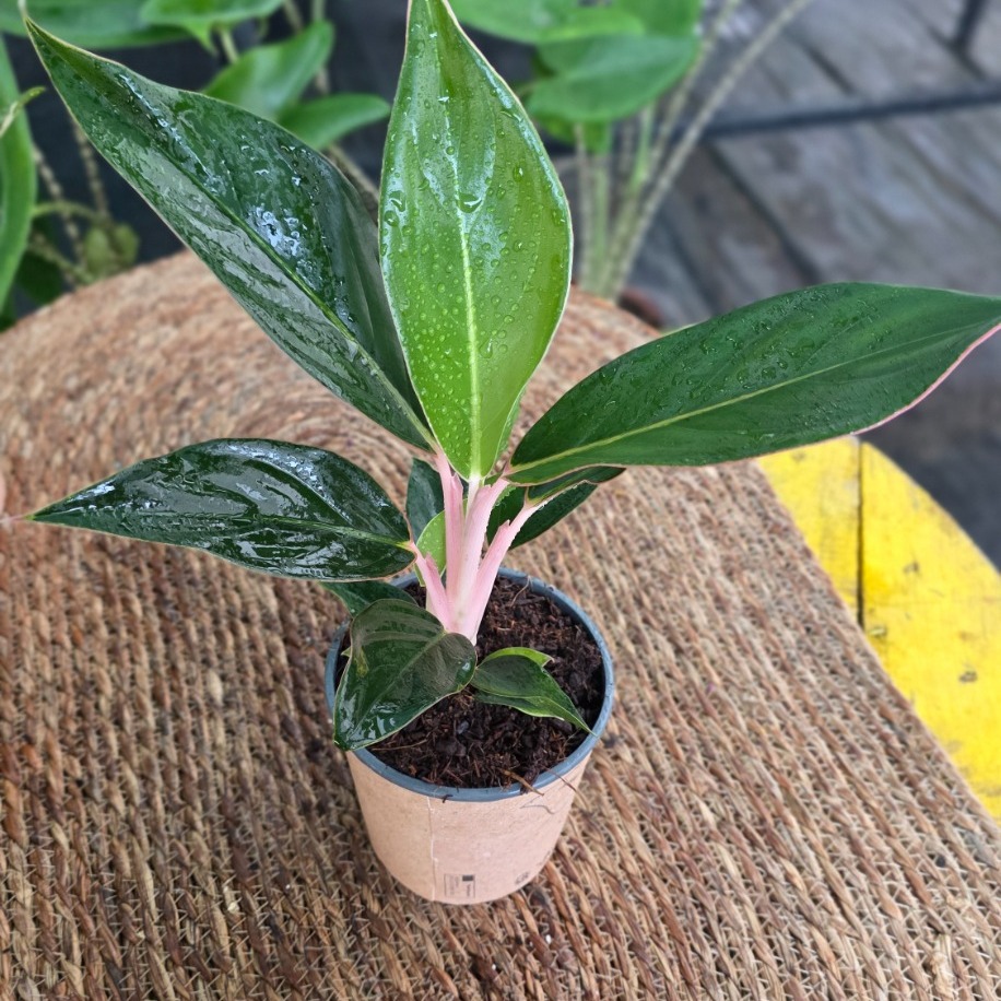 Canlı İthal Aglaonema Pink Princess (Pembe Saplı Çin Herdemyeşili)