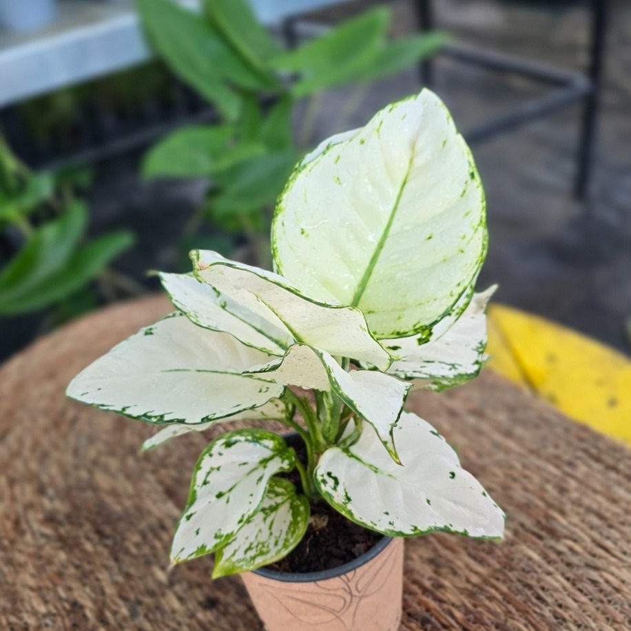 Canlı İthal Aglaonema Super White / White Lance (Bembeyaz Çin Herdemyeşili)