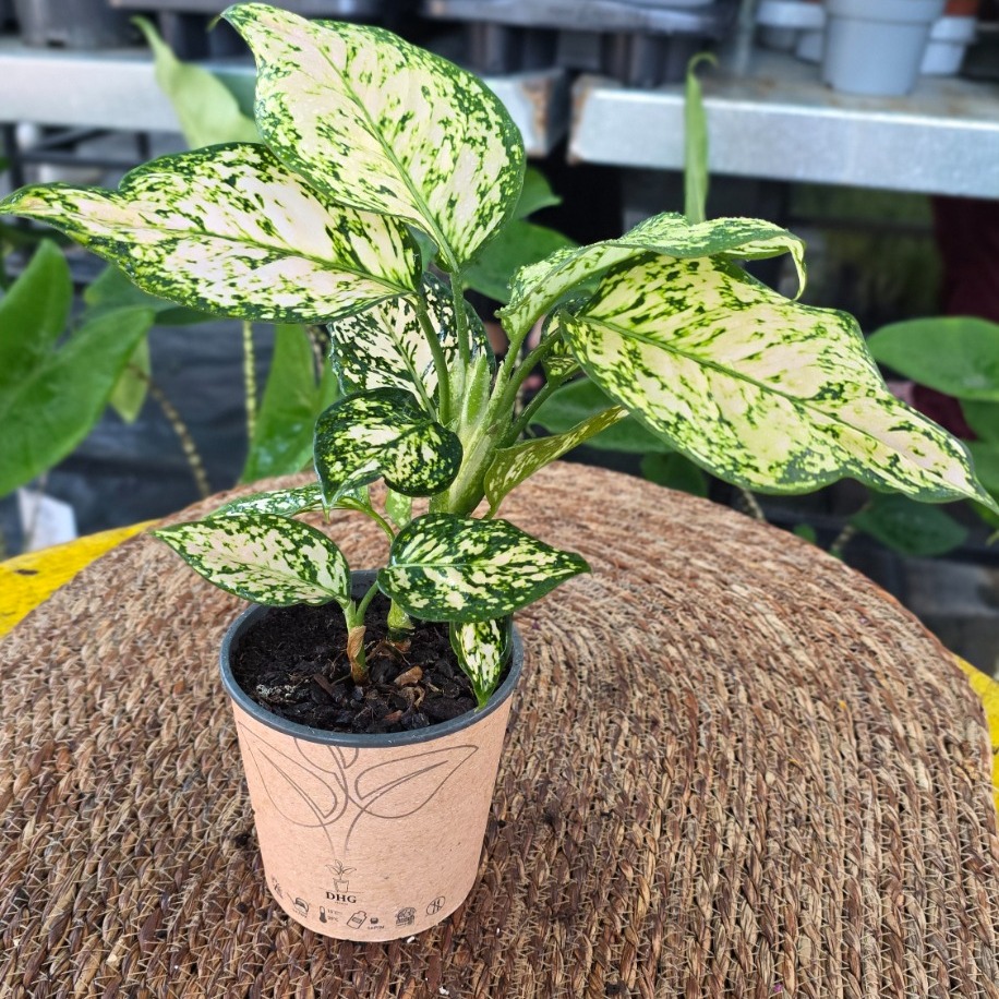 Canlı İthal Aglaonema White Joy / Super White (Beyaz Alacalı Çin Herdemyeşili)