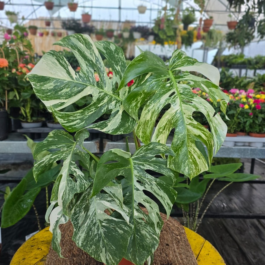 Canlı İthal Alacalı / Varyegatolu Devetabanı (Monstera Deliciosa Albo Variegata)