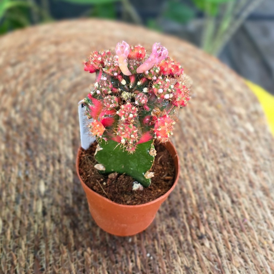Canlı İthal Aşılı Çiçekli Alacalı Kaktüs (Gymnocalycium mihanovichii Variegata Tomurcuklu)