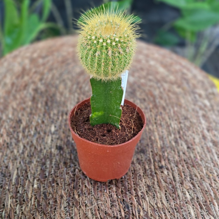 Canlı İthal Aşılı Sarı Dikenli Top Kaktüs (Parodia chrysacanthion / Notocactus)