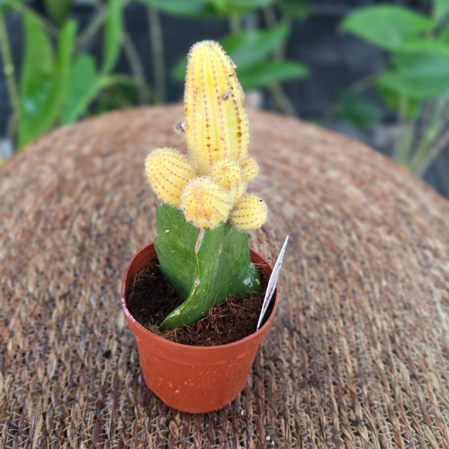 Canlı İthal Aşılı Sarı Sütun Kaktüs (Echinopsis / Chamaecereus Variegata 'Yellow')