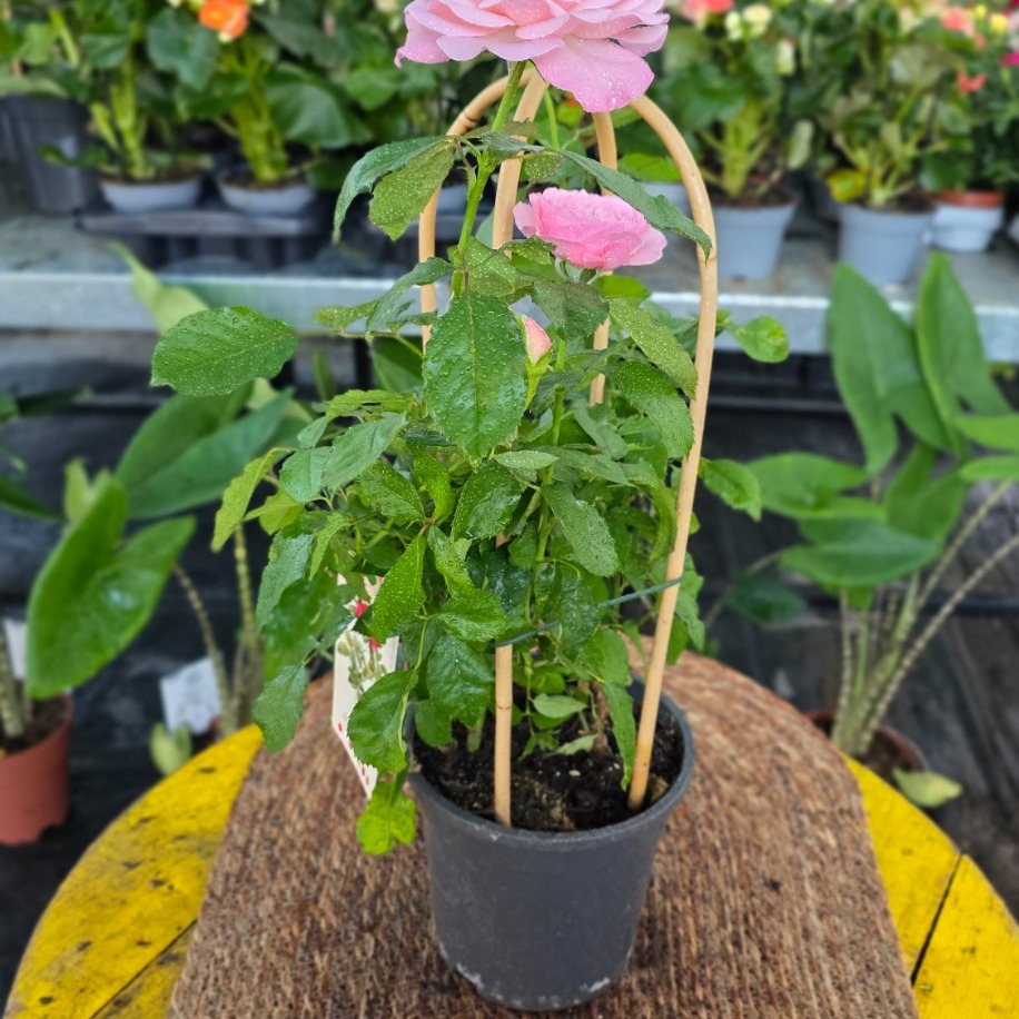 Canlı İthal Bambu Destekli Tırmanıcı / Sarılıcı Pastel / Bebek Pembesi Gül