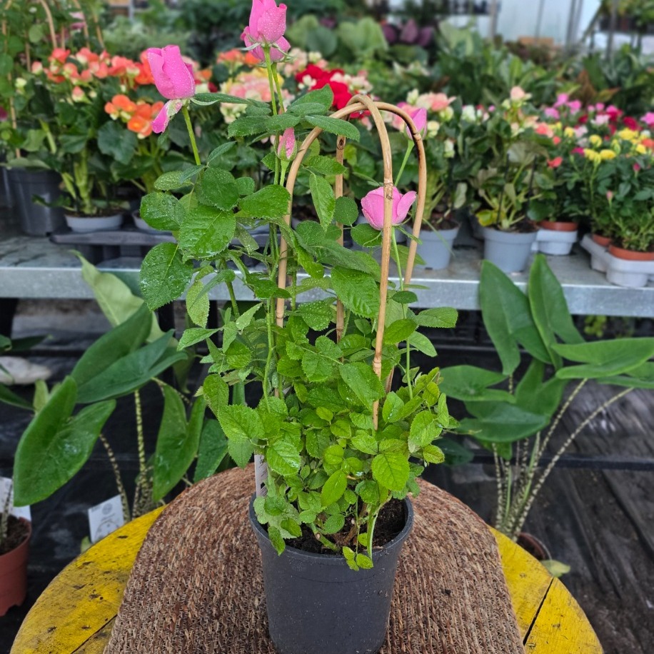 Canlı İthal Bambu Destekli Tırmanıcı / Sarılıcı Pembe Gül (Rosa Summerville)