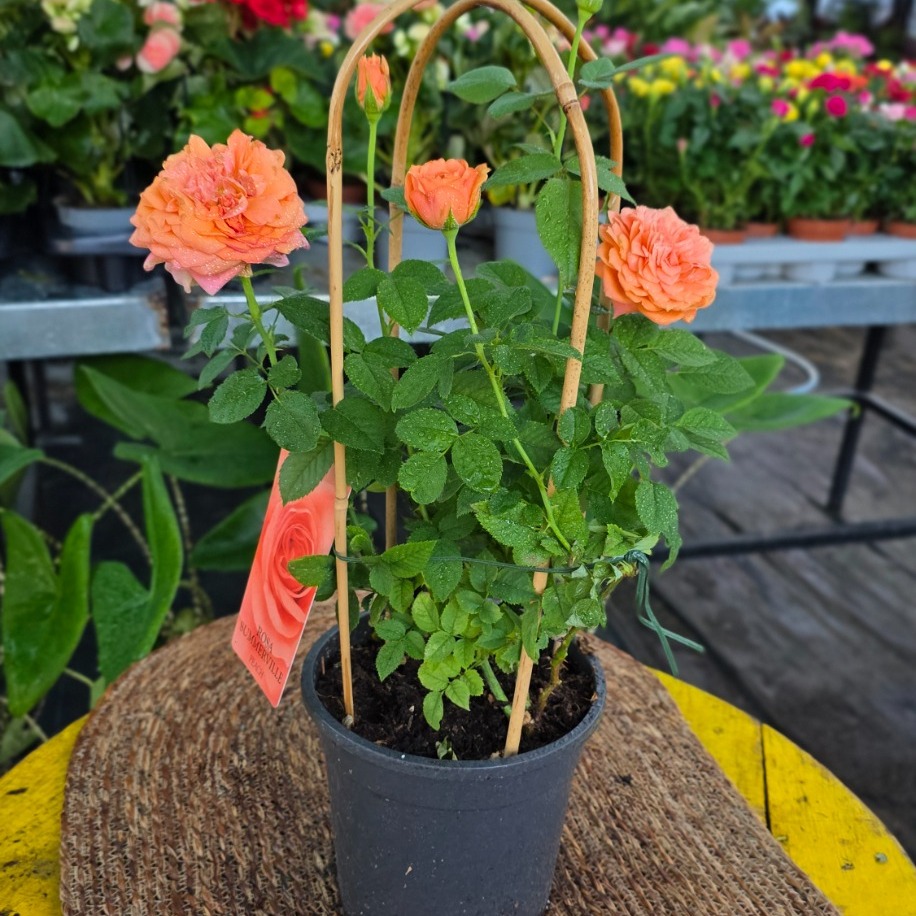 Canlı İthal Bambu Destekli Tırmanıcı / Sarılıcı Somon - Turuncu Gül (Rosa Summerville)