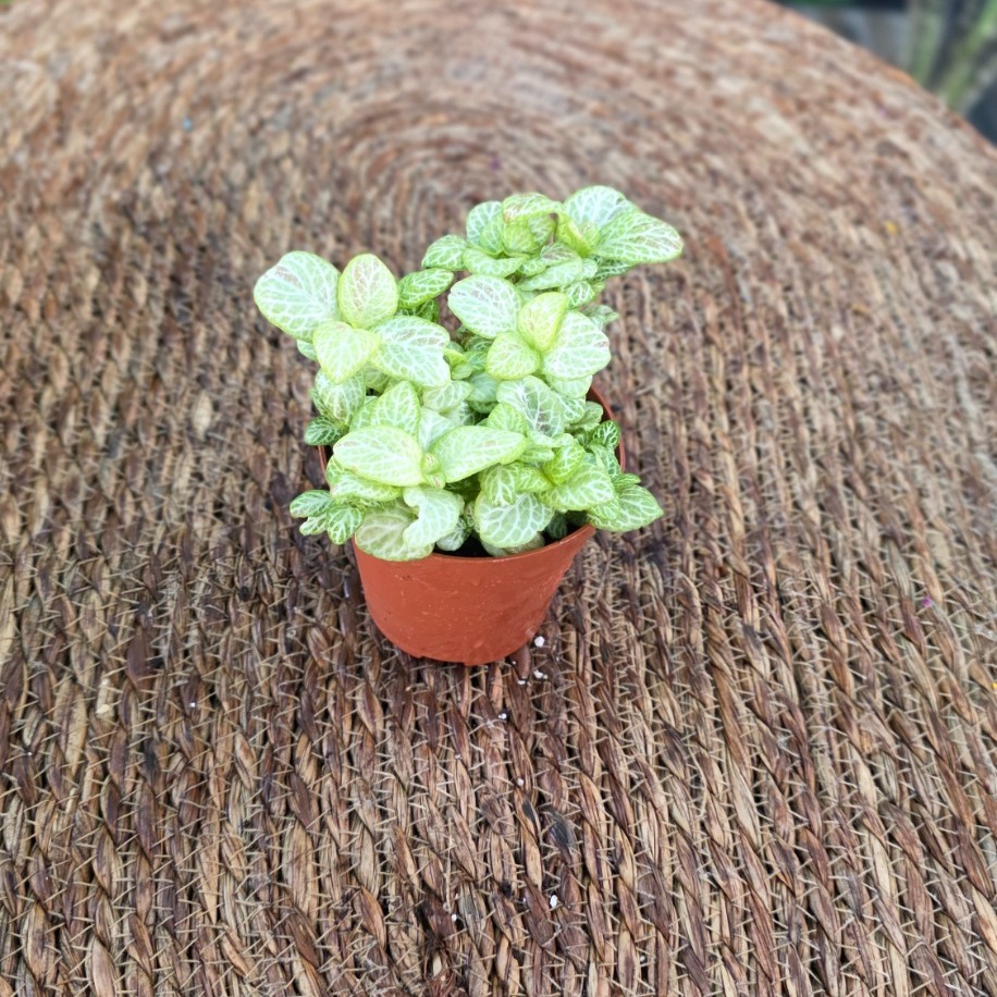 Canlı İthal Beyaz Fitonya / Hostes Çiçeği (Fittonia Albivenis) - İnce Damarlı
