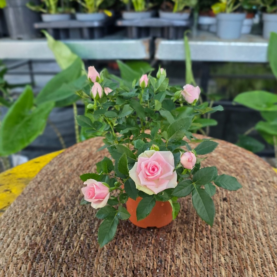 Canlı İthal Bol Çiçekli Ve Tomurcuklu Bodur Pembe Yediveren Gül (Rosa Mini