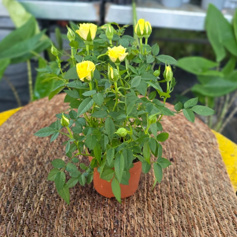 Canlı İthal Bol Çiçekli Ve Tomurcuklu Bodur Sarı Yediveren Gül (Rosa Mini / Patio Rose)