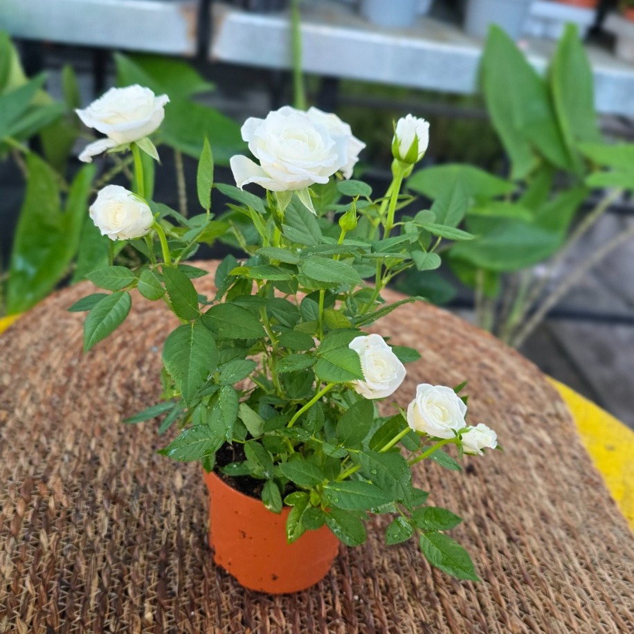 Canlı İthal Bol Çiçekli Ve Tomurcuklu Bodur Beyaz Yediveren Gül (Rosa Mini / Patio Rose)