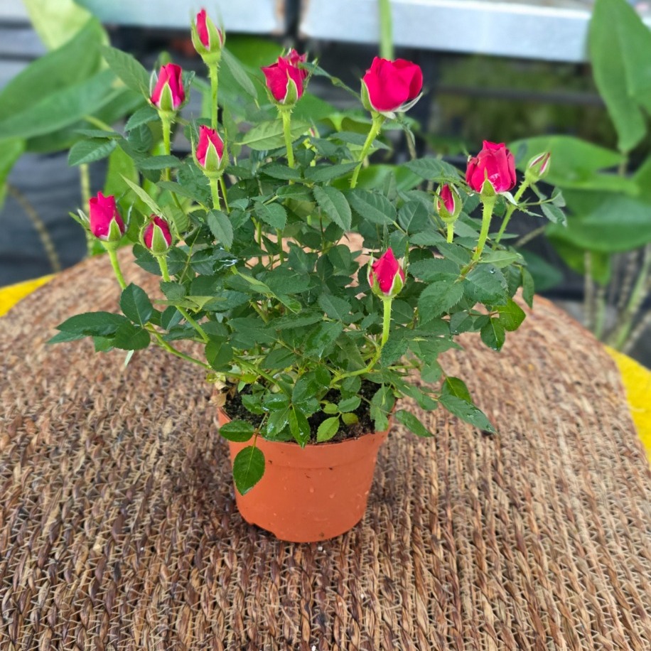 Canlı İthal Bol Tomurcuklu Bodur Kırmızı Yediveren Gül (Rosa Mini / Patio Rose)