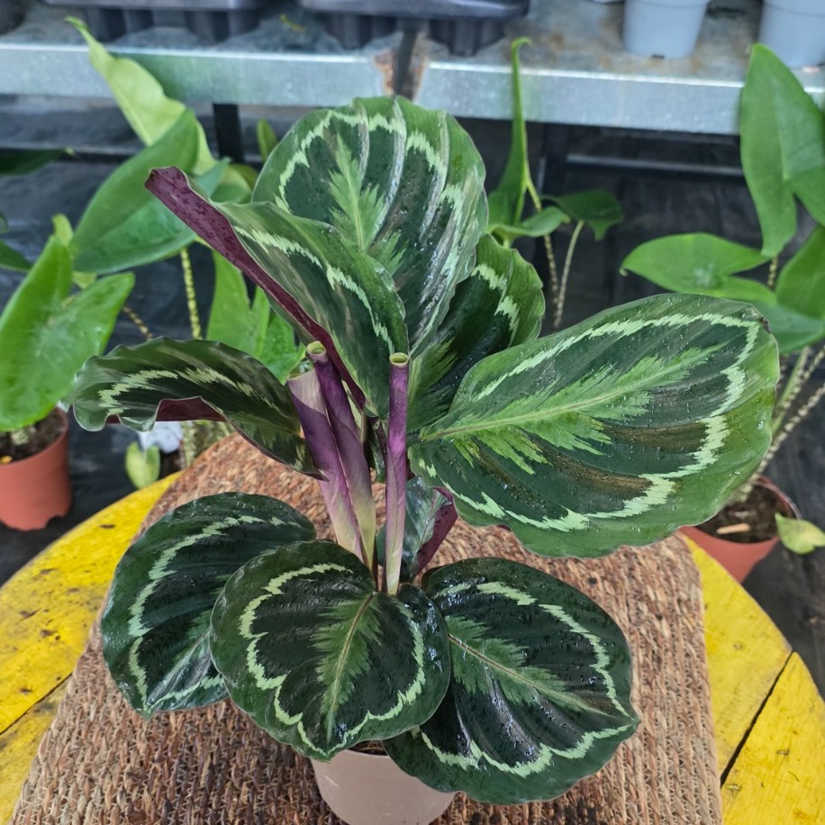 Canlı İthal Desenli Yapraklı Kalathea / Dua Çiçeği (Calathea Medallion)