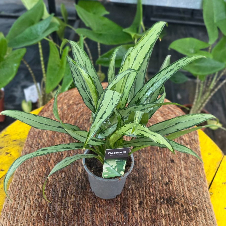 Canlı İthal Gümüş Yapraklı Aglaonema Çin Herdemgüzeli Salon Bitkisi