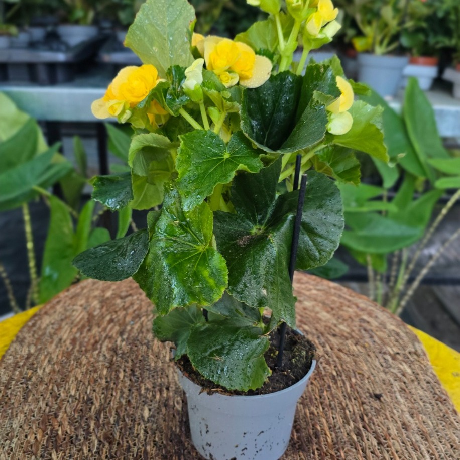 Canlı İthal Katmerli Parlak Sarı Çiçekli Yumrulu Begonya (Begonia tuberhybrida)